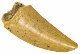 Raptor Tooth - Real Dinosaur Tooth #360994-1